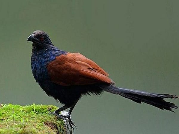 Ý nghĩa phong thủy của chim bìm bịp