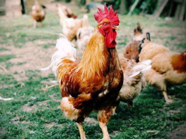 Ý nghĩa tranh gà trống trong đời sống hiện đại