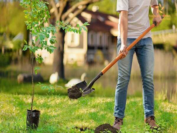 Mơ thấy trồng cây là điềm tốt hay xấu?